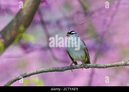 Un moineau à crosse blanche se dresse en alerte dans une mer d'arbres rouges. Banque D'Images