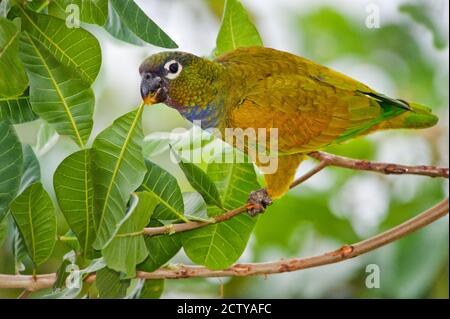 Gros plan d'un perroquet à tête squameuse (Pionus maximiliani), rivière Three Brothers, Réunion du parc national des eaux, zones humides du Pantanal, Brésil Banque D'Images