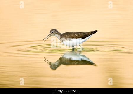 Gros plan d'un ponteur à bois (Tringa glareola) dans l'eau, parc national de Keoladeo, Rajasthan, Inde Banque D'Images