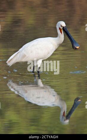 Le bec-de-perdrix eurasien (Platalea leucorodia) dans un lac, parc national de Keoladeo, Rajasthan, Inde Banque D'Images