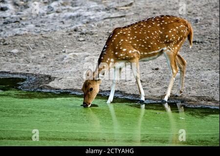 Cerf maculé (axe) eau potable d'un lac, parc national Bandhavgarh, district d'Umaria, Madhya Pradesh, Inde Banque D'Images