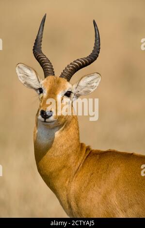 Gros plan d'un kob ougandais (Kobus kob thomasi), Parc national de la Reine Elizabeth, Ouganda Banque D'Images