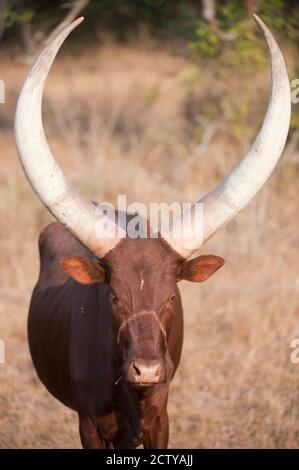 Ankole-Watusi bovins debout dans un champ, parc national de la Reine Elizabeth, Ouganda Banque D'Images