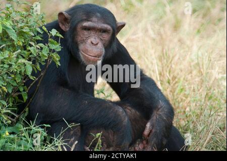 Chimpanzé (Pan troglodytes) dans une forêt, parc national de Kibale, Ouganda Banque D'Images