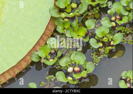 Nénuphars géants et jacinthe d'eau dans un étang, Brésil Banque D'Images