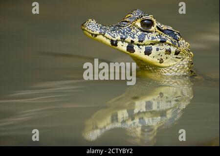 Gros plan d'un caïman dans le lac, Pantanal Wetlands, Brésil Banque D'Images