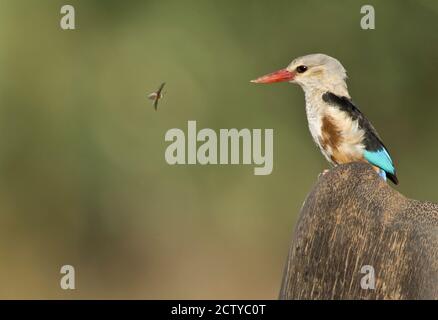 Gros plan d'un kingfisher à tête grise (Halcyon leucocephala) et d'une abeille, Kenya Banque D'Images