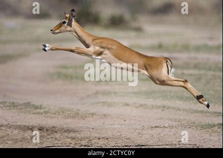 Impala (Aepyceros melampus) qui bonde dans un champ, Tanzanie Banque D'Images