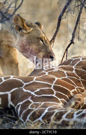 Lioness (Panthera leo) chasse une girafe (Giraffa camelopardalis), Kenya Banque D'Images