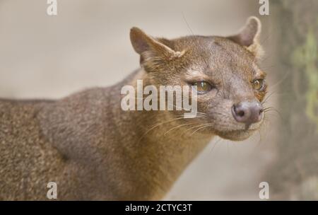 Gros plan d'une fosse (Cryptoprocta ferox), Madagascar Banque D'Images