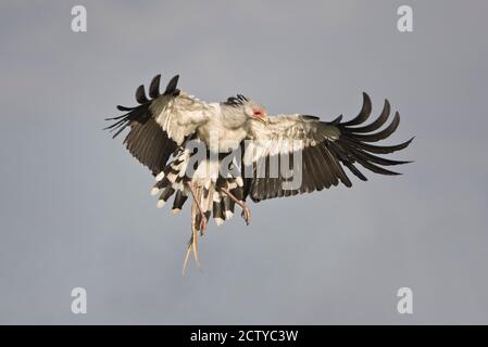 Secrétaire oiseau (Sagittaire serpent) en vol, Tanzanie Banque D'Images