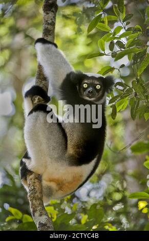 Gros plan d'un lémurien Indri (Indri indri), Madagascar Banque D'Images