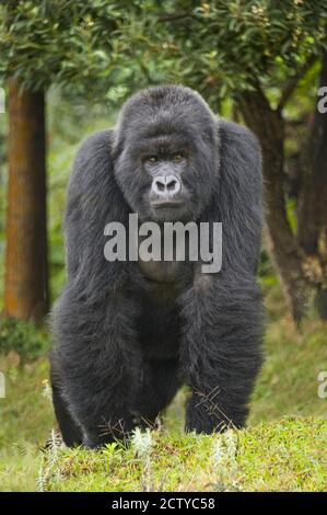 Gorille de montagne (Gorilla beringei beringei) dos argenté, le Rwanda Banque D'Images