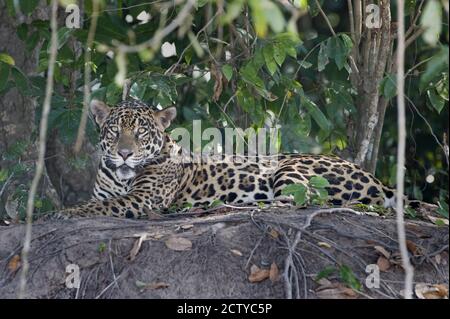 Gros plan d'une jaguar (Panthera onca), Brésil Banque D'Images
