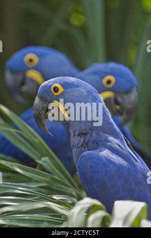 Des aras de jacinthe (Anodorhynchus hyacinthinus) perching sur une branche, Brésil Banque D'Images