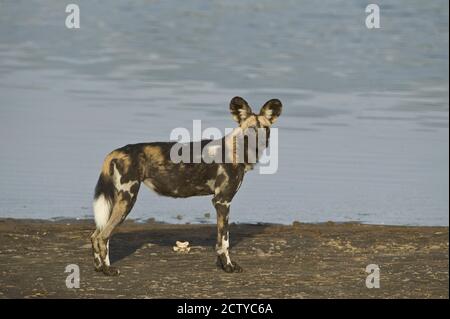 Chien sauvage africain (Lycaon pictus) au bord de la rivière, en Tanzanie Banque D'Images