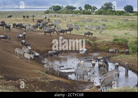 Zèbres et wildebeest à un trou d'eau, Tanzanie Banque D'Images