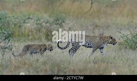 Léopard (Panthera pardus) avec son cub marchant dans la forêt, Tanzanie Banque D'Images