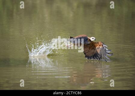 Faucon à collier noir (Busarellus nigricollis) pêche, Brésil Banque D'Images