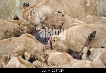 Fierté des lions (Panthera leo) sur une mort, Kenya Banque D'Images