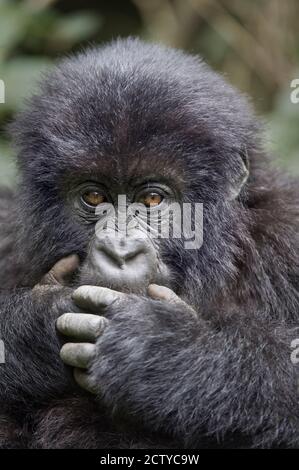 Gros plan d'un bébé gorille de montagne (Gorilla beringei beringei), Rwanda Banque D'Images