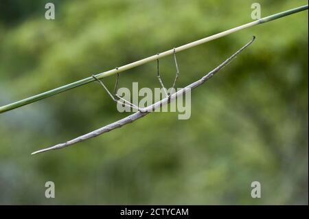 Gros plan de Walking Stick, Madagascar Banque D'Images