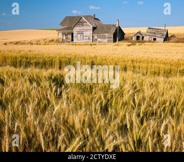 Ancienne ferme abandonnée dans un champ de blé, Palouse, Whitman County, Washington State, États-Unis Banque D'Images