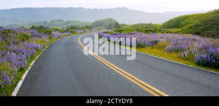 Route passant par un champ lupin, parc national de Redwood, Californie, États-Unis Banque D'Images