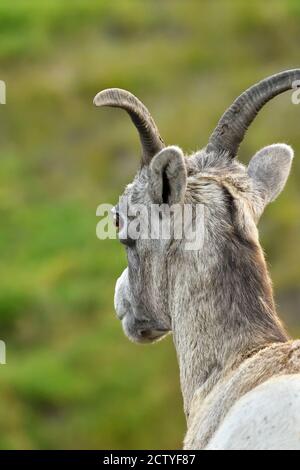 Une image en gros plan du mouflon d'Amérique sauvage 'Ovis canadensis', qui regarde loin dans les régions rurales du Canada de l'Alberta. Banque D'Images