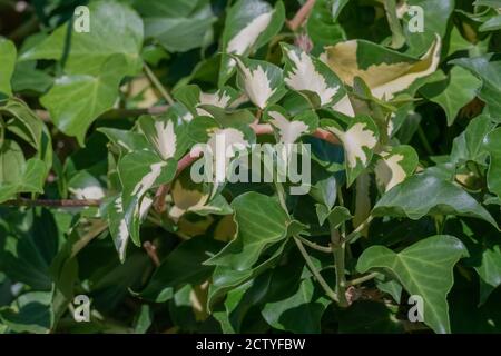les feuilles de plante ivy variegated hedera helix vue rapprochée avec la lumière du soleil extérieur Banque D'Images