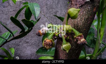 Fleur d'arbre soursop Banque D'Images