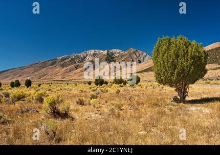 Broussailles poussant dans la vallée de Ruby, montagnes de Ruby à distance, désert de Great Basin, Nevada, États-Unis Banque D'Images