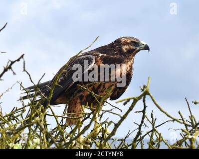 Le faucon Galapagos Buteo galapagoensis assis à l'observation des proies Banque D'Images