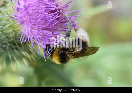 Le bombé Bombus lucorum collectant du pollen dans une fleur de chardon Banque D'Images