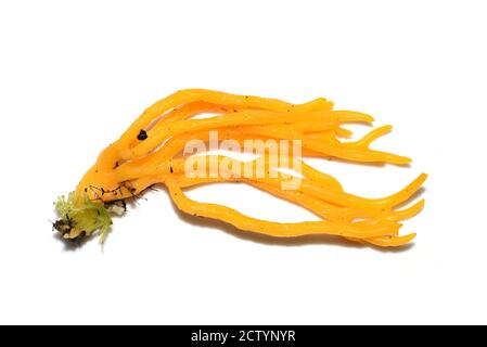 Le stagshorn jaune champignon Calocera viscosa jelly isolé sur fond blanc Banque D'Images