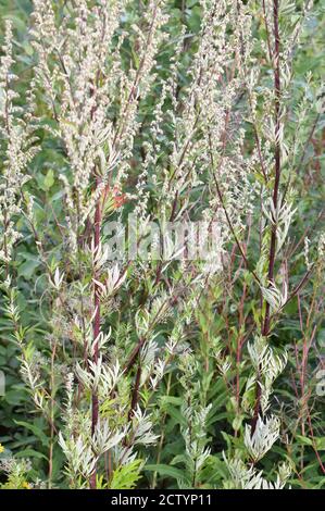 Artemisia vulgaris mugwort commun plante à fleurs allergène Banque D'Images