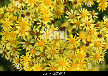 Le ragwort végétal venimeux de mauvaises herbes envahissantes fleurit avec des fleurs jaunes Banque D'Images