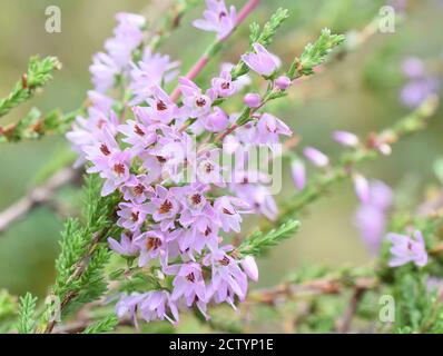 Gros plan sur les fleurs violettes sur la bruyère commune Calluna vulgaris Banque D'Images