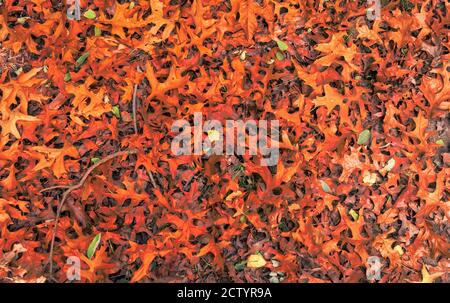 Orange automne feuilles de chêne fond. Banque D'Images