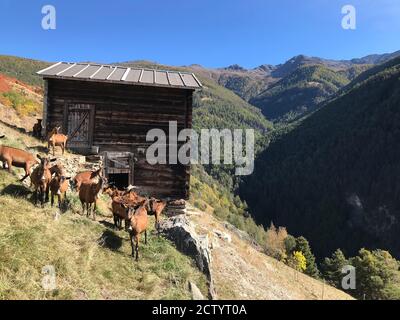 Troupeau de chèvres en fron d'une grange traditionnelle en bois Un jour d'automne clair en octobre dans les environs De Visperterminen dans les alpes suisses Banque D'Images