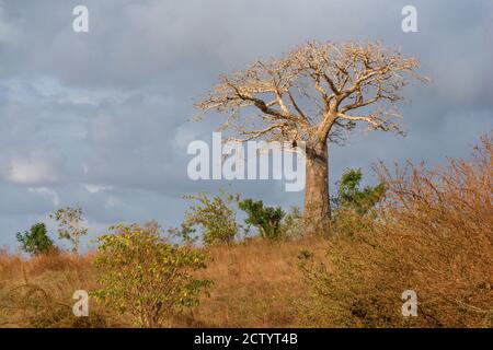 Un grand baobab (Adansonia digitata) dans la lumière de l'après-midi, Kenya, Afrique de l'est Banque D'Images