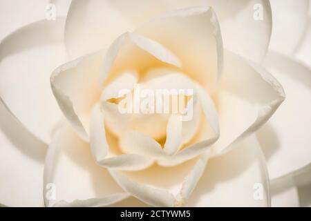 Gros plan de la fleur blanche de Camellia japonica en pleine floraison sous le soleil. Banque D'Images