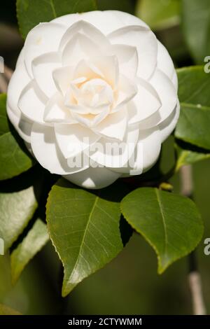 Gros plan de la fleur blanche de Camellia japonica en pleine floraison sous le soleil. Banque D'Images