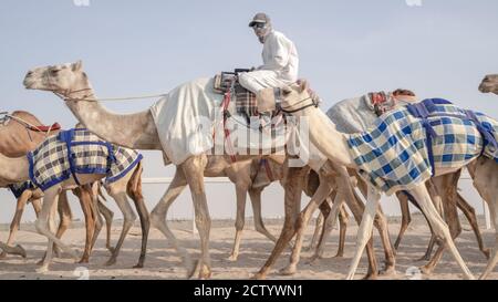 Des jockeys prennent les chameaux pour marcher sur les pistes de course ...