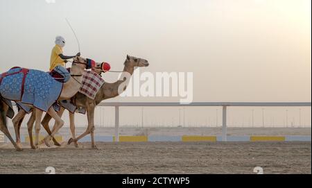 Des jockeys prennent les chameaux pour marcher sur les pistes de course ...