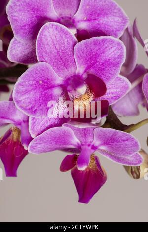 Phanaelopsis orchidée fleurs en pleine fleur. Banque D'Images