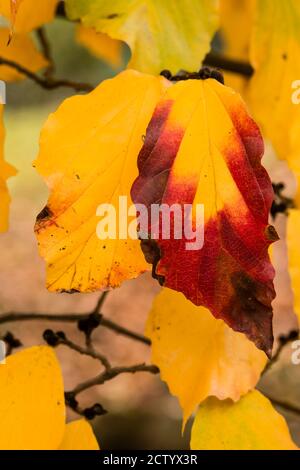 Détail d'un arbre en bois d'iron en automne, Parrotia persica. Banque D'Images