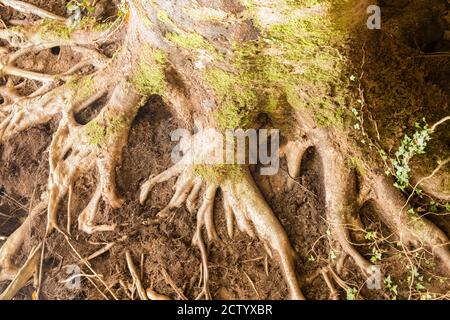 Tronc d'arbre de hêtre se rode en automne Banque D'Images