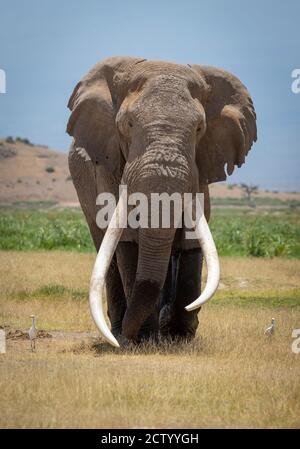 Portrait vertical d'un grand éléphant mâle avec un énorme blanc défenses marchant vers l'appareil photo avec le ciel bleu en arrière-plan À Kruger Park en Afrique du Sud Banque D'Images