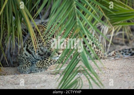 Portrait horizontal d'un léopard avec les yeux verts se cachant sous Un palmier dans le parc Kruger en Afrique du Sud Banque D'Images